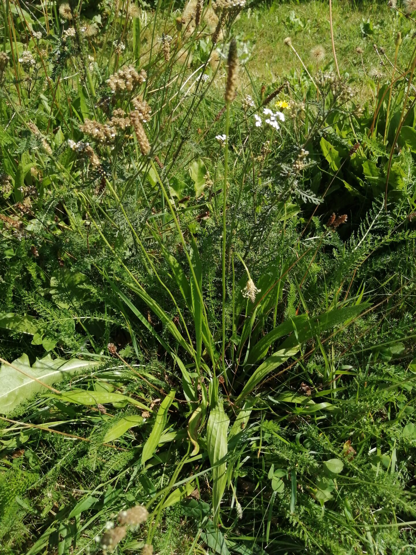 Kräuter in unserer Wiese